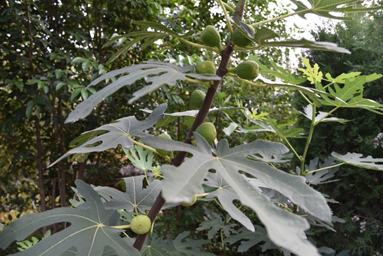 春華秋實之果實篇86