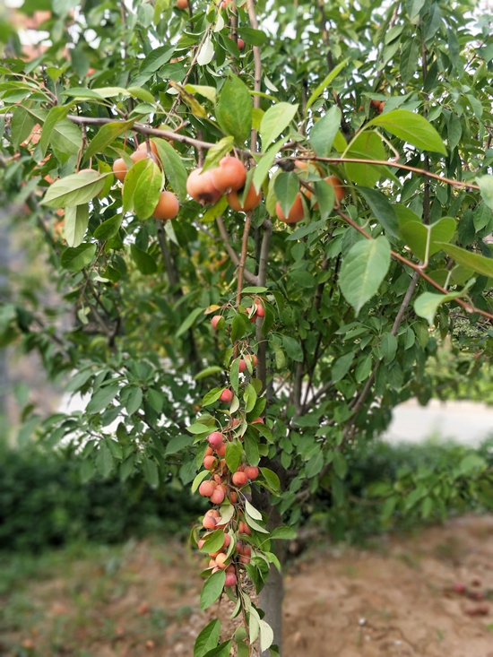 春華秋實之果實篇86