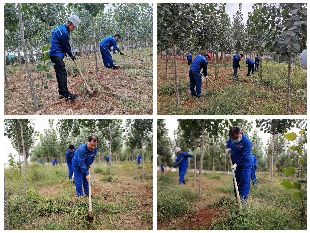 黨員拔草熱情高 美化環(huán)境踐良知——魯中水泥黨支部開展拔草滅荒主題黨日活動13